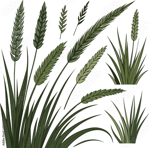 Isolated a kinds of deferent grass vector art with white background.