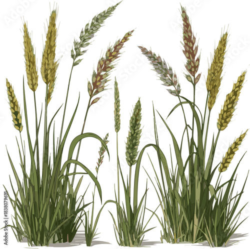 Isolated a kinds of deferent grass vector art with white background.