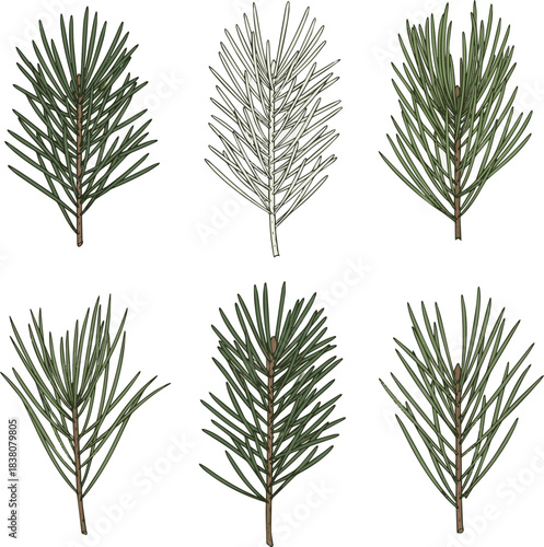 Isolated a kinds of deferent pine needles vector art with white background.
