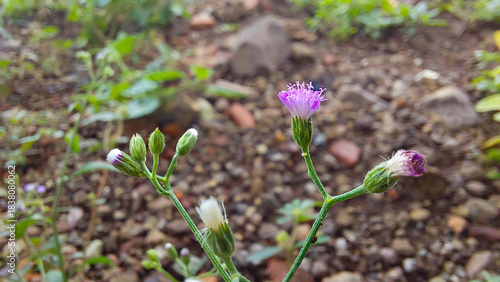 Foto Small purple wildflower Asteraceae with white pappus buds and seeds on gravelly