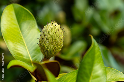 Wallpaper Mural Die unverträgliche Scheinfrucht des Gummibaums Torontodigital.ca