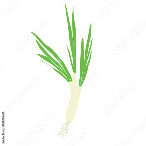 Wallpaper Mural Illustration of a spring onion. Illustration of a spring onion in cartoon style. Flat design of a spring onion plant with roots. Illustration of a fresh spring onion plant Torontodigital.ca