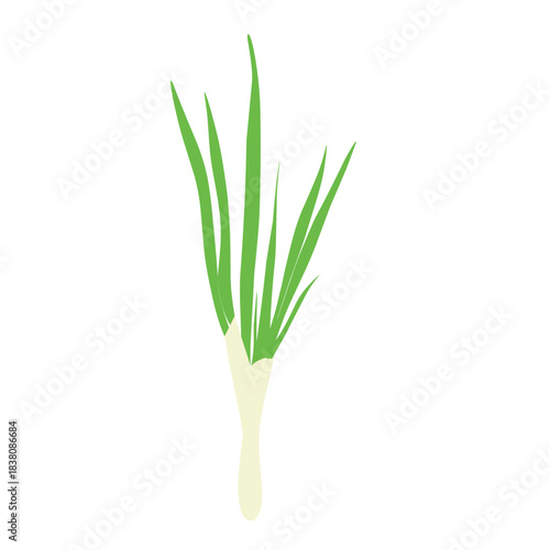Wallpaper Mural Illustration of a spring onion. Illustration of a spring onion in cartoon style. Flat design of a spring onion plant with roots. Illustration of a fresh spring onion plant Torontodigital.ca