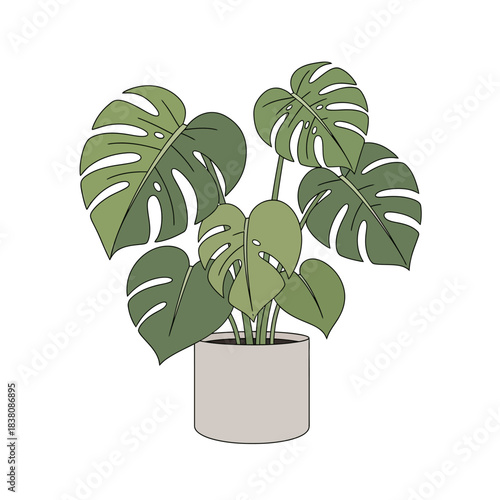 Delightful monstera plant illustration capturing botanical serenity with vibrant green foliage and