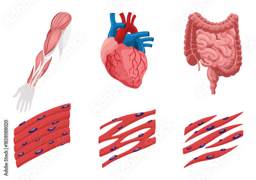 Types of muscle cells include skeletal, smooth, and cardiac muscles. Each muscle specialized for different functions. Medical poster design illustration. Science educational symbol