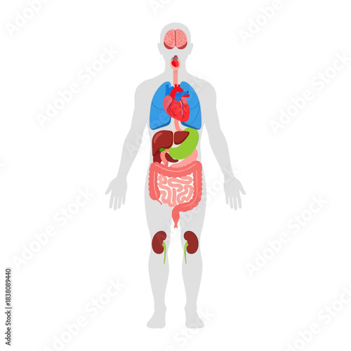 Human body anatomical illustration with internal organs visible for medical study