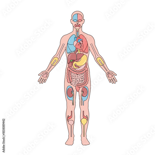Detailed anatomical illustration showing human body systems with vibrant color coding and accurate