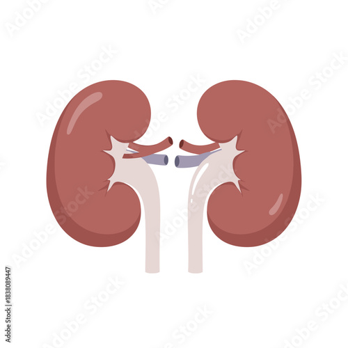 Illustrated kidney pair showcasing vital organ health and anatomical representation for