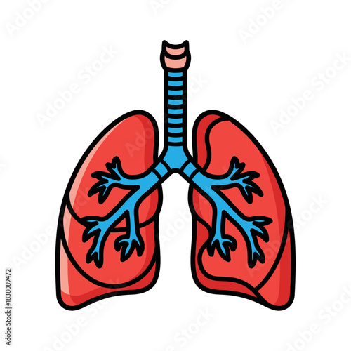 Anatomical illustration of human lungs and trachea with bronchial tree detailed structure and