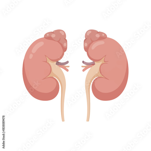 Kidney Anatomy Illustration Depicting Healthy Organs with Realistic Details and Functionality
