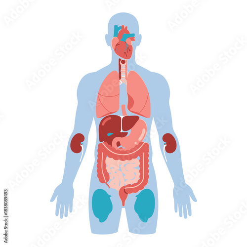 Human internal organ illustration showing anatomy structure and organ position in silhouette body