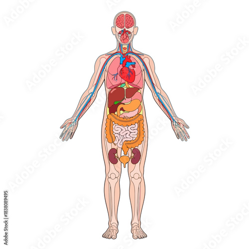 Detailed anatomical illustration of the human body showcasing internal organs and circulatory system