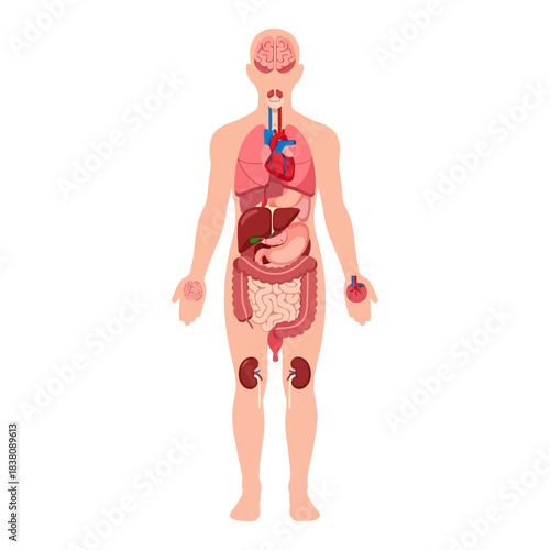 Human body anatomy illustration showcasing internal organs for educational and medical purposes