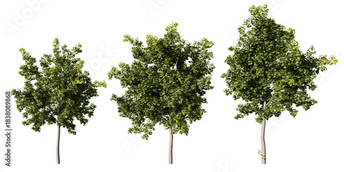 Foto Norway maple trees with dense green summer foliage, three Acer platanoides 3D re