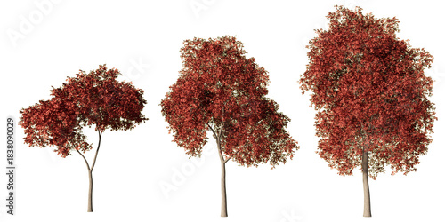 Fotografi Palmate maple trees with vivid red autumn foliage, three realistic Acer palmatum