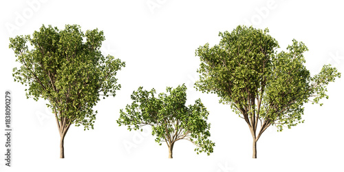 Tableau sur toile Persian ironwood trees in lush green summer foliage, three Parrotia persica form