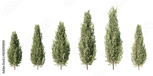 Set of pyramidal European hornbeam columnar trees at different heights, isolated on light green background for architectural visualization and landscape design