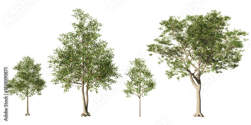Tablou pe pânză Set of Quercus alba white oak deciduous trees with green summer foliage at diffe
