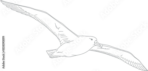 Detailed line drawing of a seagull in flight against white background