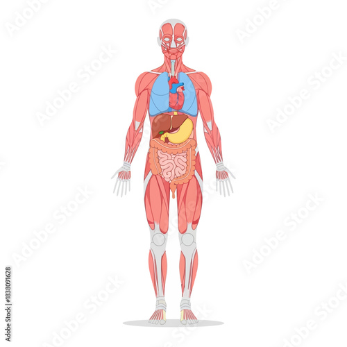 Detailed anatomical illustration of the human body with organs and muscular structure