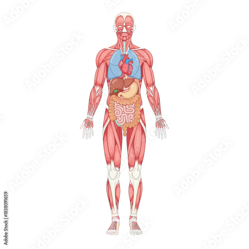 Detailed anatomical illustration showcasing the human body and its internal systems