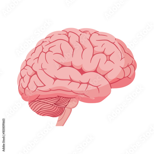 Detailed anatomical representation of the human brain showcasing its intricate structures and lobes