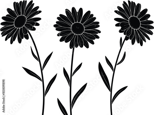 Elegant Black and White Daisy Flower Silhouette Vector Illustration, Detailed Monochrome Aster Flora Botanical Drawing for Minimalist Design and Nature Projects, Isolated on White.