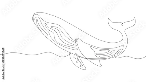 Continuous one-line drawing wild whale fish swimming in sea. Marine animal digital concept. Blue whale and scuba diver under the ocean water. Single line draw design vector graphic illustration 