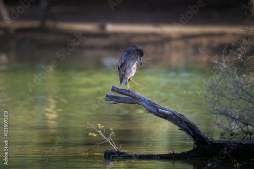 Lone juvenile Black-crowned night heron perched on branch over lake