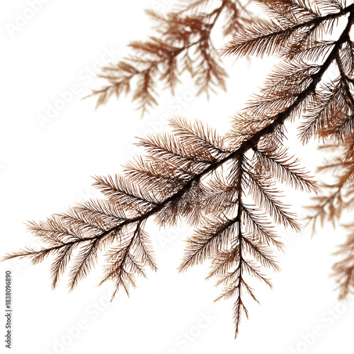 Vibrant Redwood Branch Closeup with Fine Needles Highlighting Nature's Beauty