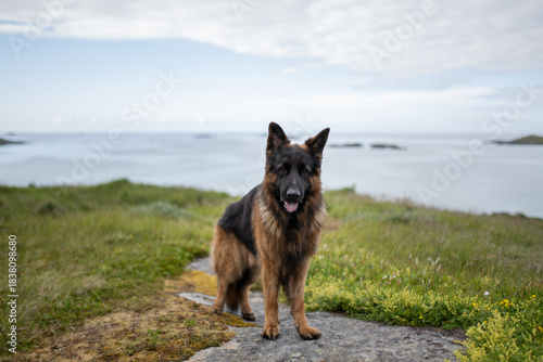 Langhaariger Deutscher Schäferhund vor der rauen Küstenlandschaft