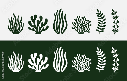 Black and white illustration of various seaweed and underwater plant life forms