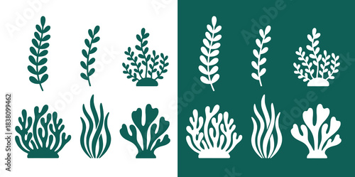 Botanical illustration of various seaweed and aquatic plant life in teal tones