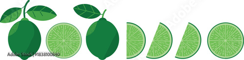 Fresh green lime fruit vector collection featuring whole limes, sliced limes, lime halves, citrus wedges, and detailed juicy illustrations.