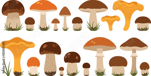 Cute forest mushroom collection featuring chanterelle and boletus varieties in warm autumn flat vector illustration