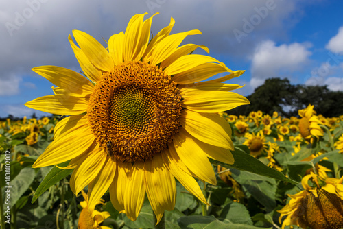 Sunflower field