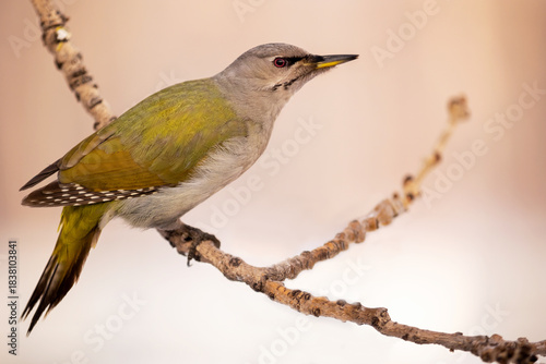 Female grey-headed woodpecker on a tree branch