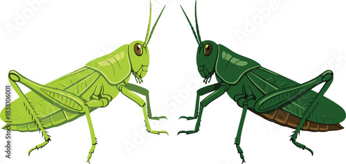 Detailed grasshopper insect illustration set with green variants, realistic nature animal vector isolated on white background