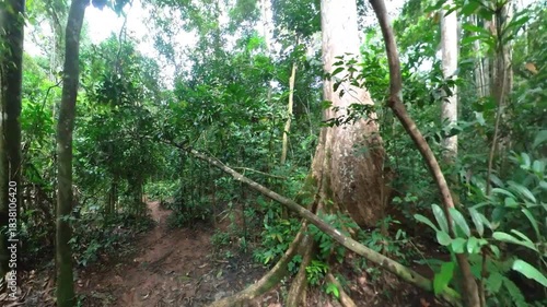 Wild jungle on the Congo Basin rainforest in the democratic republic of Congo.