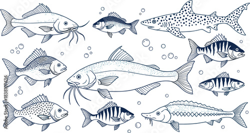 Hand drawn freshwater fish species illustration set with detailed line art, aquatic wildlife collection in vintage engraving style