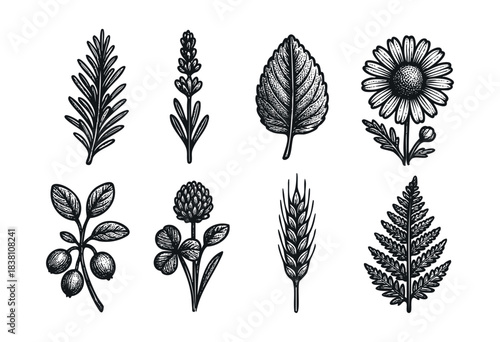 Herbs and plants engraved icons — lavender, chamomile, mint, and other botanical illustrations — stock vector.