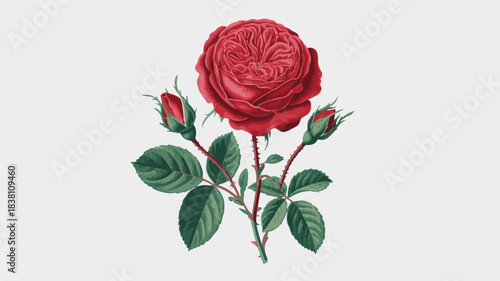 Detailed red rose with buds botanical illustration on white background