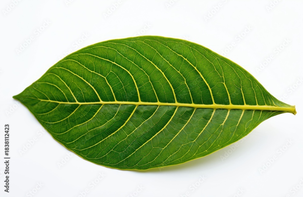 Obraz premium Green banyan leaf with yellow veins isolated on white background. Close-up texture of a single Ficus leaf showing natural detail for organic, botanical, or eco themes.