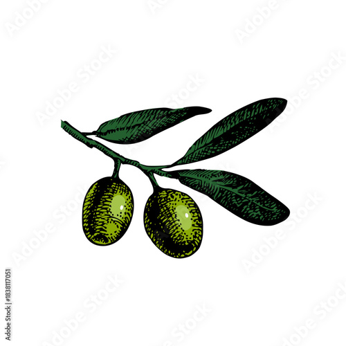 Sketch olives. Superfood nutrition, packaging design, menu, farm market concept. Hand drawn engraving vector isolated illustration.