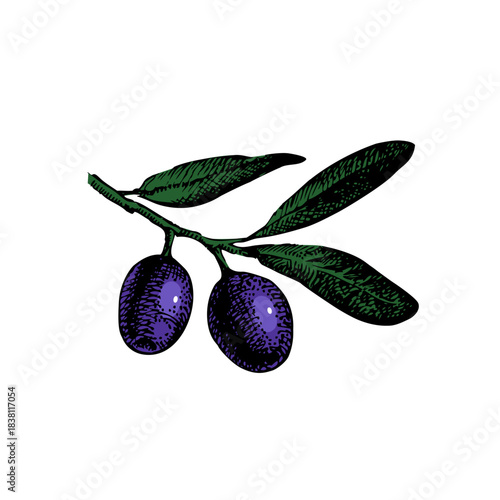 Sketch olives. Superfood nutrition, packaging design, menu, farm market concept. Hand drawn engraving vector isolated illustration.