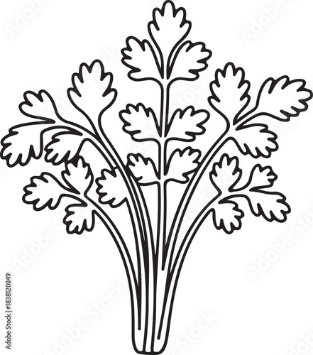 Outline vector illustration of a fresh herb bunch with delicate leaves for cooking and garnish