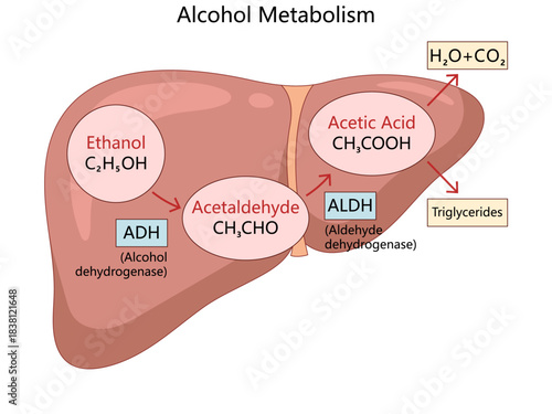 ethanol breakdown into acetaldehyde and acetic acid in the liver, involving ADH and ALDH enzymes diagram hand drawn schematic vector. Science educational illustration