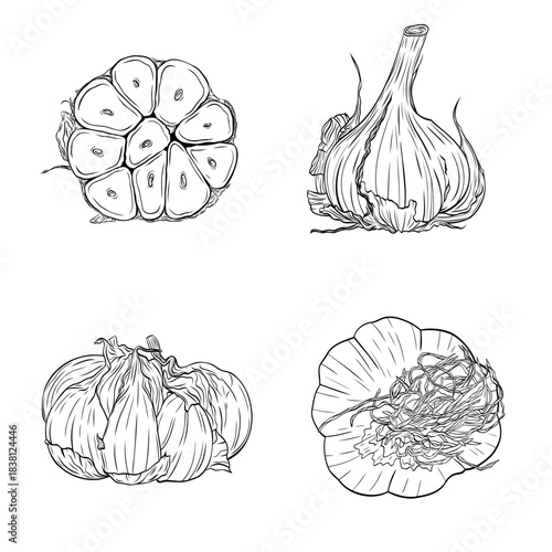 Garlic head, slice of garlic monochrome botanical fragrant spice drawing set, clip art. Isolated. Graphic hand drawn ink black and white vector. Good for cooking, medicinal, tea, garden