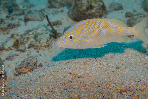 French Grunt Adult Phase Haemulon Flavolineatum Swimming Over Sand Copy-Space