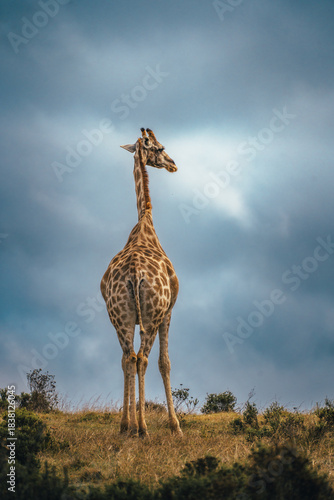 giraffe in the wild
